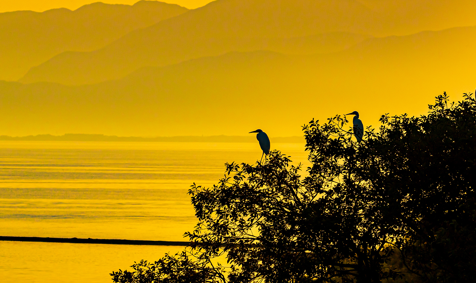 琵琶湖　姉川の河口付近（滋賀県長浜市）