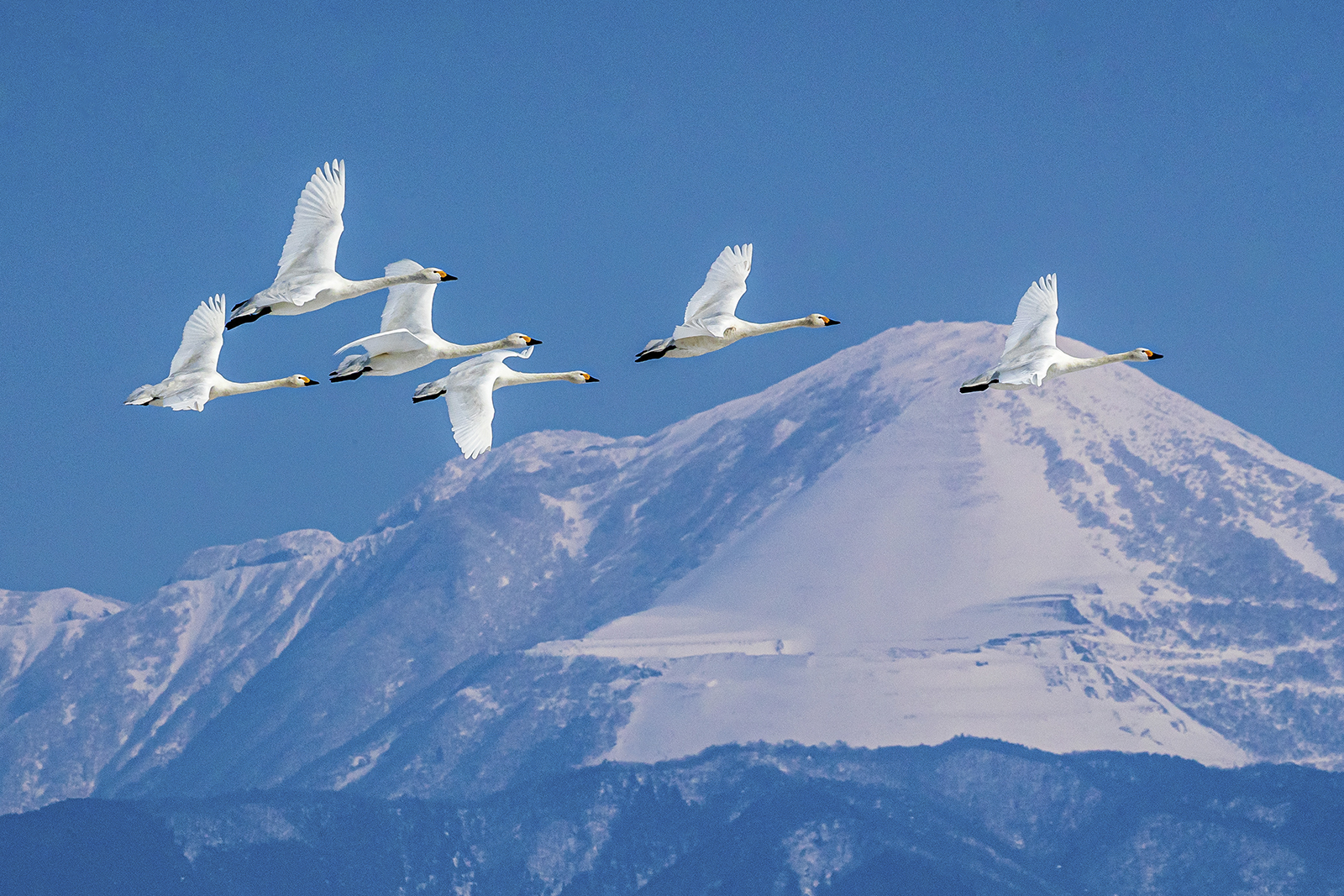 琵琶湖　姉川の河口付近（滋賀県長浜市）