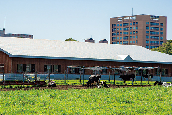 古くて新しい「ファージセラピー」で薬剤耐性菌問題に終止符を
