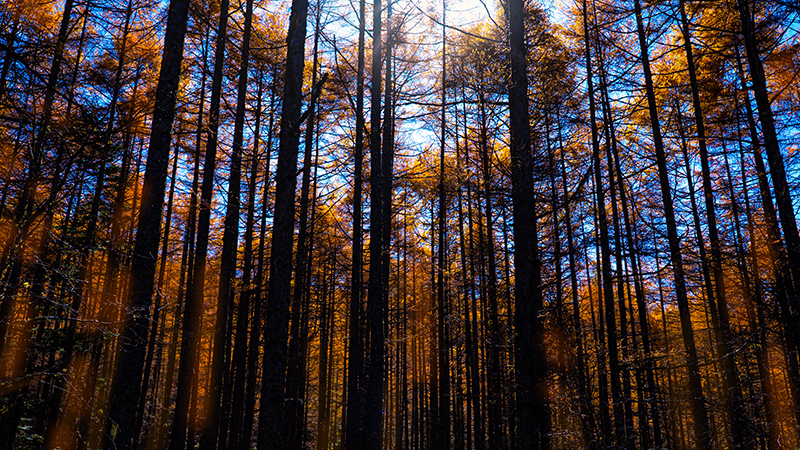 Cover story 長野県茅野市 Image 5